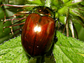 Chrysolina polita